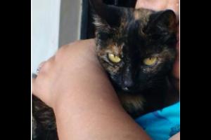 Miniatura publicación